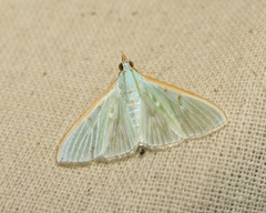 Pseudibis papillosa
