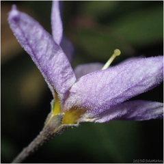 Solanum douglasii