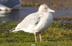 Larus glaucoides thayeri