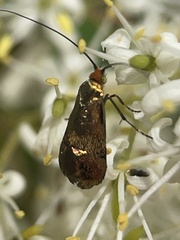 Nemophora sparsella