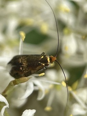 Nemophora sparsella
