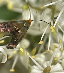 Nemophora sparsella