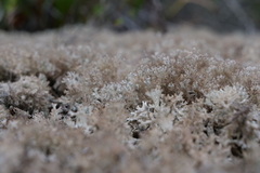 Pulchrocladia retipora