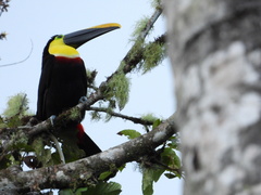 Ramphastos brevis