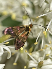 Nemophora sparsella
