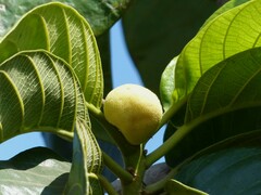 Artocarpus lacucha