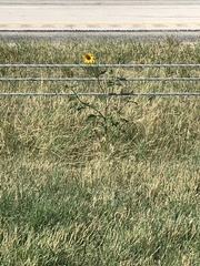 Helianthus annuus