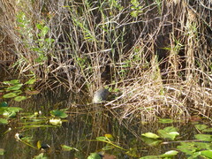 Pseudemys peninsularis