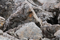 Prunella modularis occidentalis