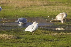 Larus glaucoides thayeri