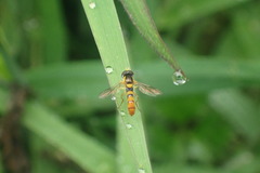 Sphaerophoria macrogaster