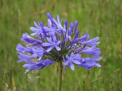 Agapanthus praecox