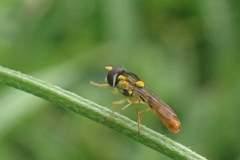 Sphaerophoria macrogaster