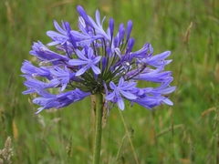 Agapanthus praecox