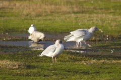 Larus glaucoides thayeri