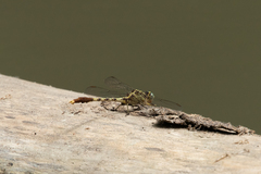 Arigomphus submedianus