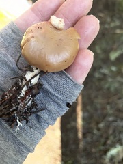 Kuehneromyces lignicola