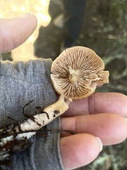 Kuehneromyces lignicola