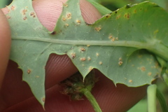 Miyagia pseudosphaeria