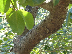 Artocarpus lacucha