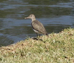 Actitis macularius