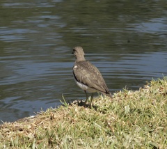 Actitis macularius