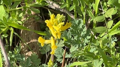 Corydalis aurea