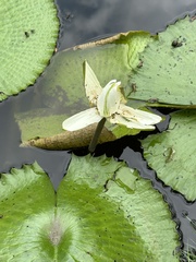 Nymphaea lotus