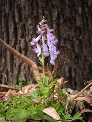 Corydalis gamosepala