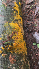 Badhamia utricularis