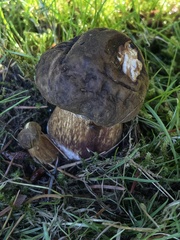 Boletus fibrillosus