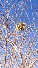 Prosopis pubescens