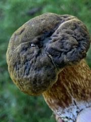 Boletus fibrillosus