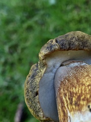 Boletus fibrillosus