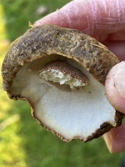 Boletus fibrillosus