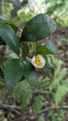 Camellia brevistyla