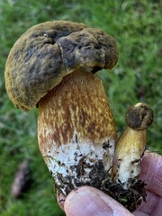 Boletus fibrillosus