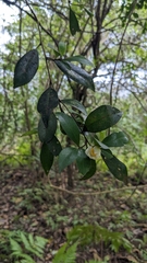 Camellia brevistyla