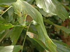 Deudorix epijarbas