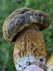 Boletus fibrillosus