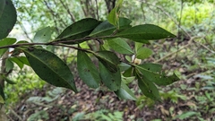 Camellia brevistyla