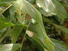 Deudorix epijarbas