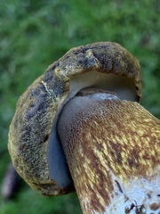 Boletus fibrillosus
