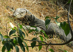 Varanus salvator