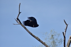 Pseudibis papillosa