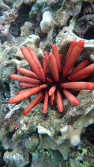 Heterocentrotus mamillatus
