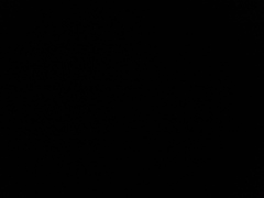 Noctiluca scintillans