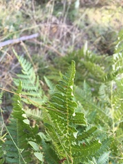 Pteridium aquilinum pubescens
