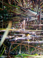 Geothlypis speciosa