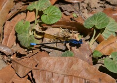 Argia terira